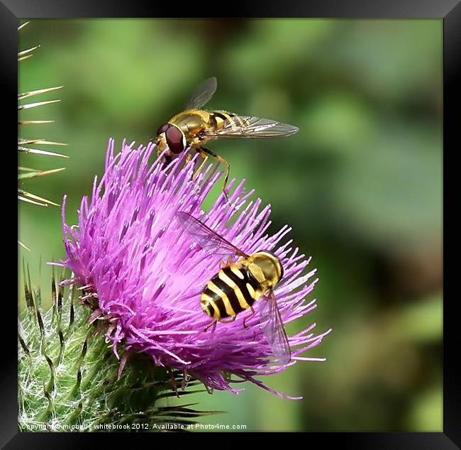 Hover flies on a thistle Framed Print by michelle whitebrook