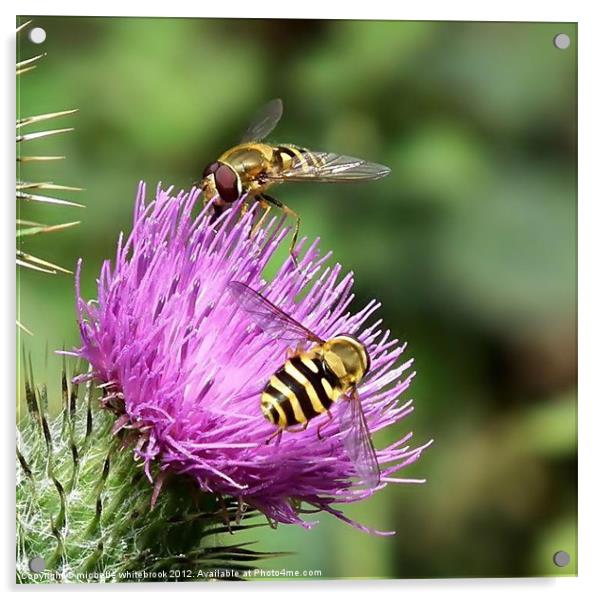 Hover flies on a thistle Acrylic by michelle whitebrook