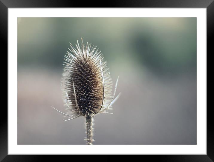 Spiky Framed Mounted Print by Rebecca Briggs