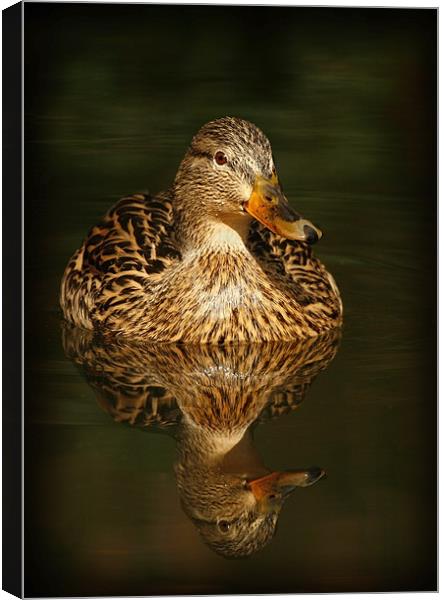 MALLARD Canvas Print by Anthony R Dudley (LRPS)