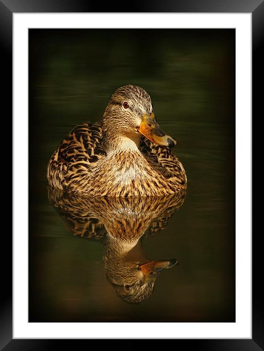 MALLARD Framed Mounted Print by Anthony R Dudley (LRPS)