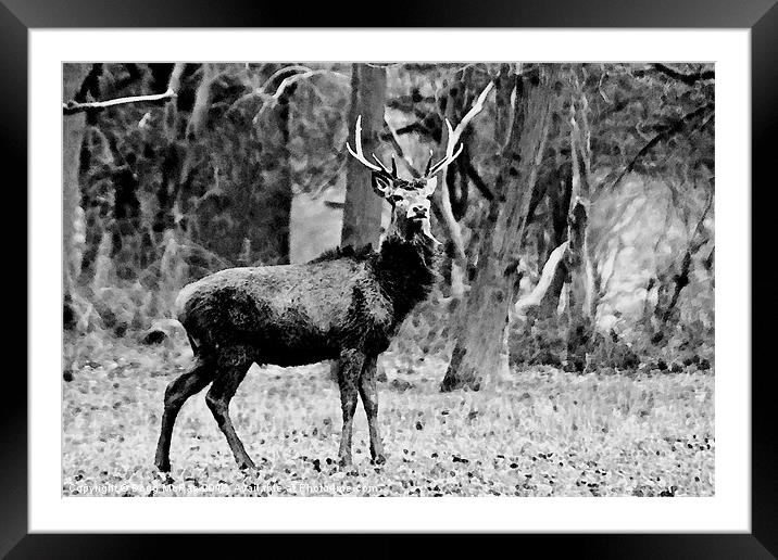 Standing proud Framed Mounted Print by Doug McRae