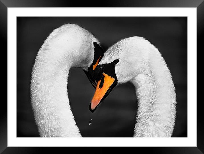 SWAN EMBRACE Framed Mounted Print by Anthony R Dudley (LRPS)