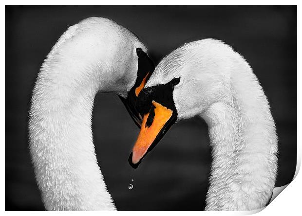 SWAN EMBRACE Print by Anthony R Dudley (LRPS)