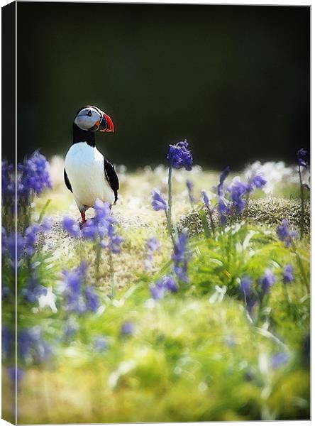 PUFFIN AND BLUEBELLS Canvas Print by Anthony R Dudley (LRPS)