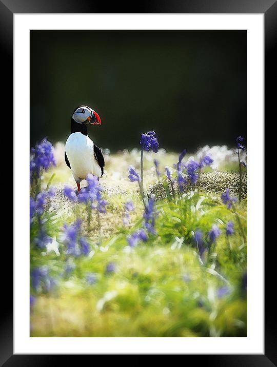PUFFIN AND BLUEBELLS Framed Mounted Print by Anthony R Dudley (LRPS)