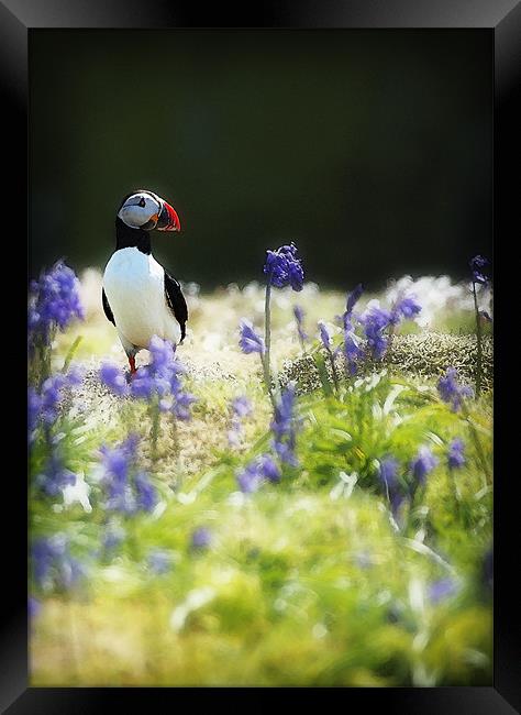 PUFFIN AND BLUEBELLS Framed Print by Anthony R Dudley (LRPS)
