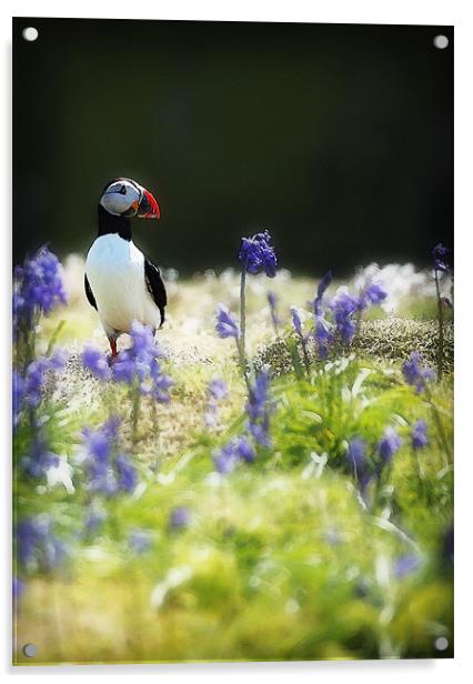PUFFIN AND BLUEBELLS Acrylic by Anthony R Dudley (LRPS)
