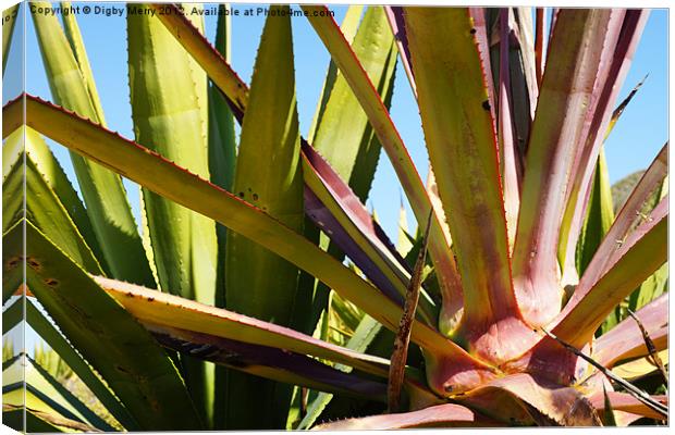 Agave again Canvas Print by Digby Merry
