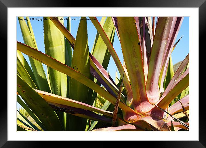Agave again Framed Mounted Print by Digby Merry