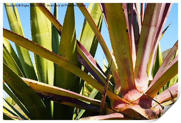 Agave again Print by Digby Merry