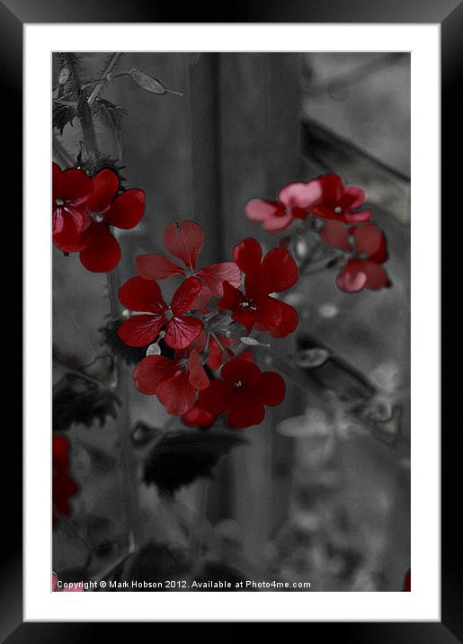 Red Fades to Gray Framed Mounted Print by Mark Hobson