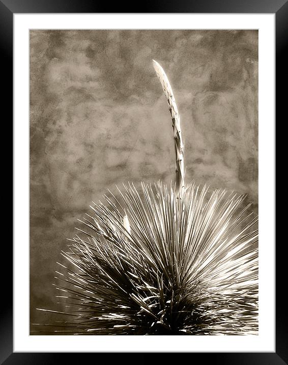 Adobe and Agave Framed Mounted Print by Mary Lane
