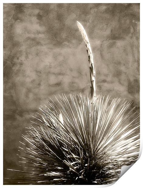 Adobe and Agave Print by Mary Lane