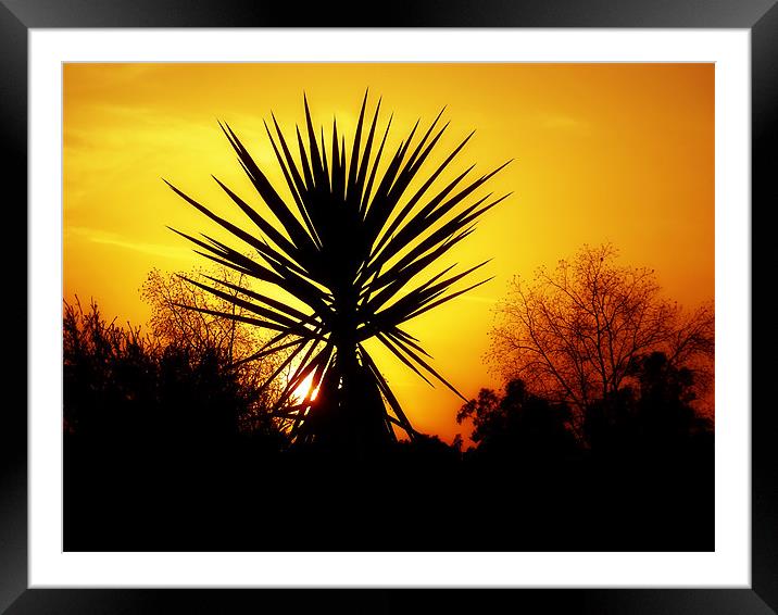 Sunset Palm Framed Mounted Print by Mary Lane