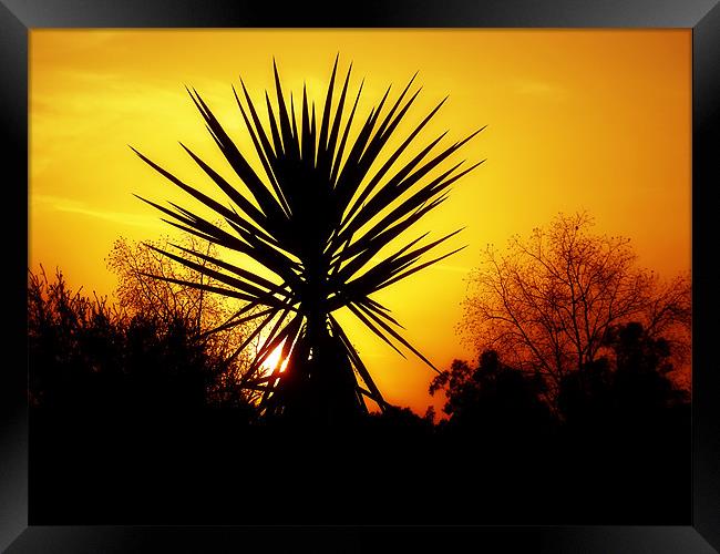 Sunset Palm Framed Print by Mary Lane