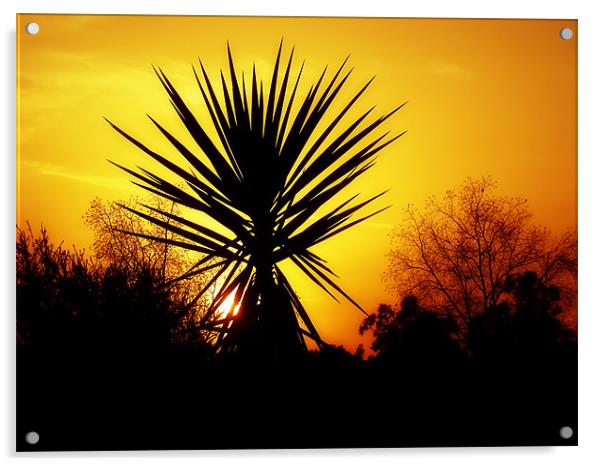Sunset Palm Acrylic by Mary Lane