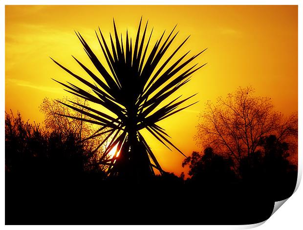Sunset Palm Print by Mary Lane