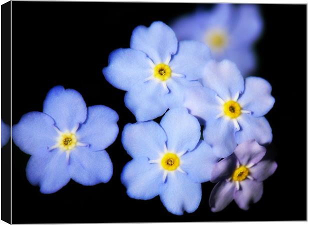 Forget-me-not Canvas Print by Mary Lane