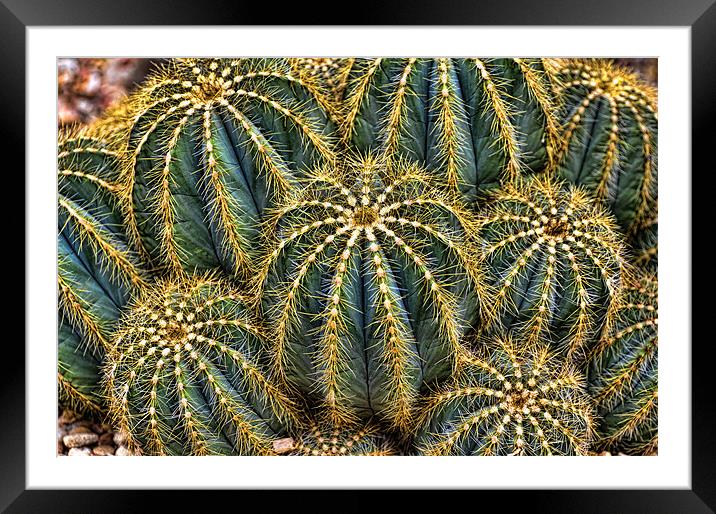 Cactus Framed Mounted Print by Kevin Tate