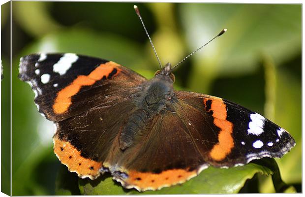 Red Admiral Canvas Print by Donna Collett