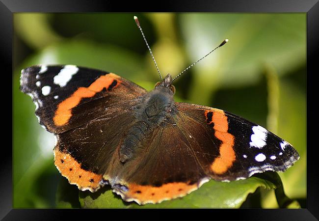 Red Admiral Framed Print by Donna Collett
