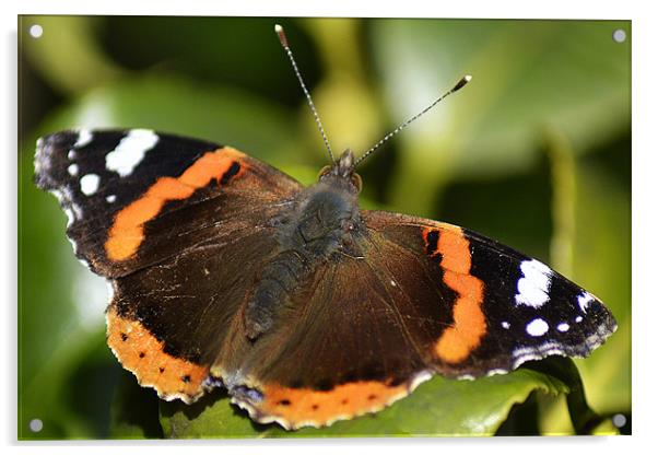 Red Admiral Acrylic by Donna Collett