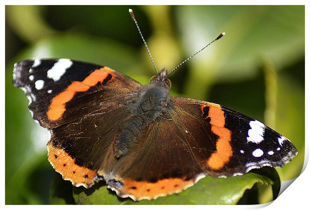 Red Admiral Print by Donna Collett