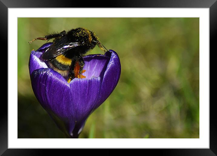 Pollen Colletor Framed Mounted Print by Donna Collett