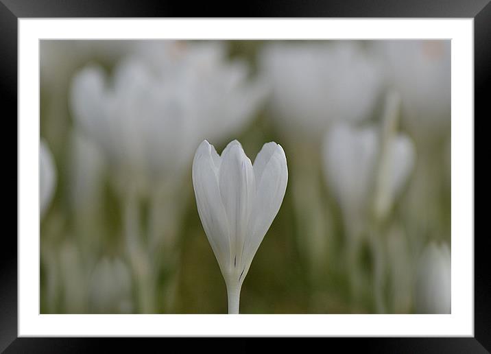 white bliss Framed Mounted Print by Donna Collett