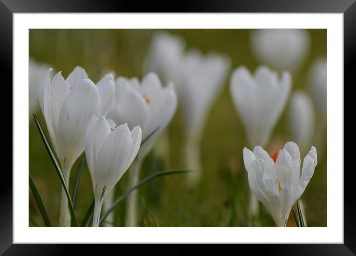 Delicately White Framed Mounted Print by Donna Collett