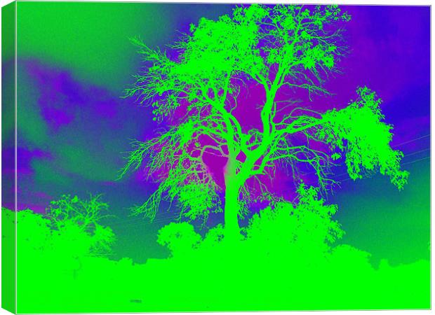 Green Tree Canvas Print by Andrea Hutchison