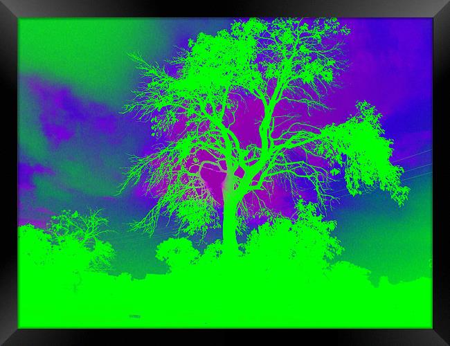 Green Tree Framed Print by Andrea Hutchison