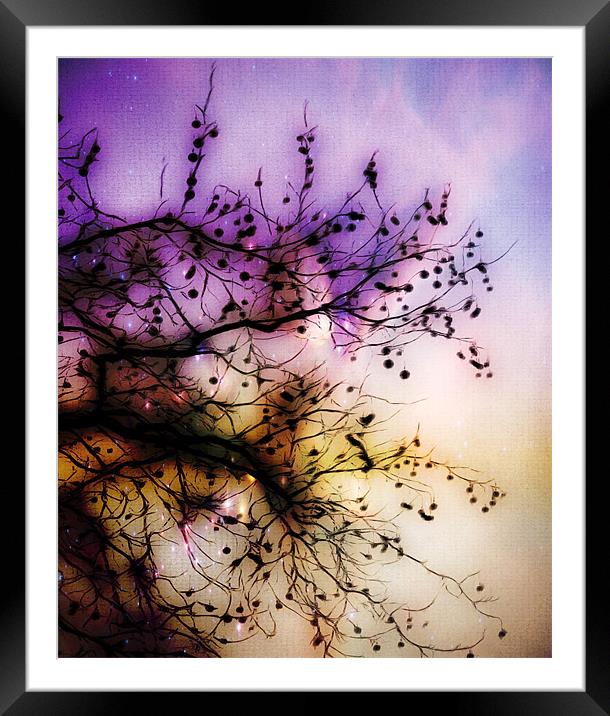 tree in the park with stars Framed Mounted Print by Andrea Hutchison