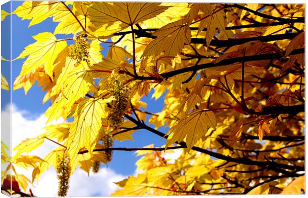 Yellow Leaves Canvas Print by Phillipa Kealey