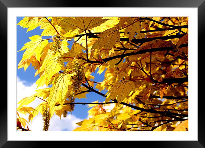 Yellow Leaves Framed Mounted Print by Phillipa Kealey