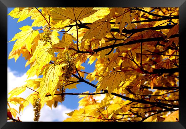 Yellow Leaves Framed Print by Phillipa Kealey