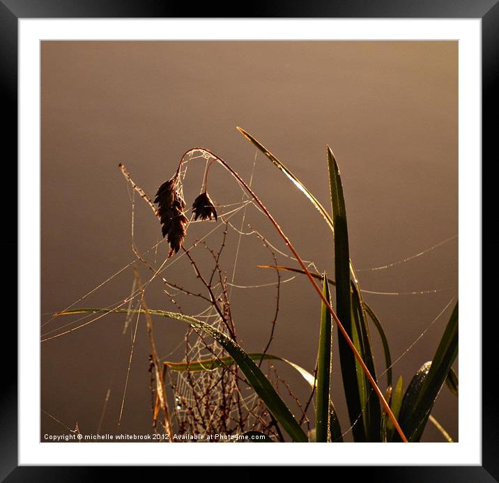 Hard working spider Framed Mounted Print by michelle whitebrook