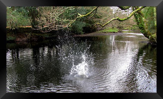 Splash in the River Framed Print by barbara walsh