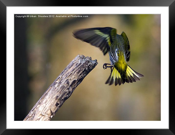 Headless bird nearly on a stick... Framed Mounted Print by Urban Shooters PistolasUrbanas!