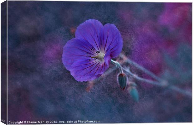 Purple Wild flower...Cranesbill flower Canvas Print by Elaine Manley