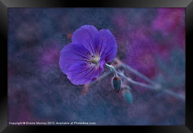 Purple Wild flower...Cranesbill flower Framed Print by Elaine Manley