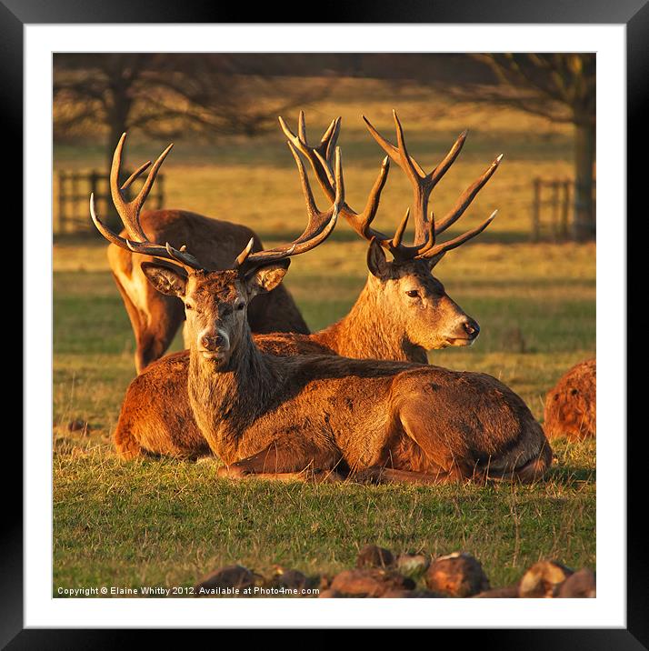 Red Stags Framed Mounted Print by Elaine Whitby