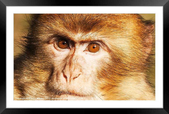Face of a Monkey Framed Mounted Print by Elaine Whitby