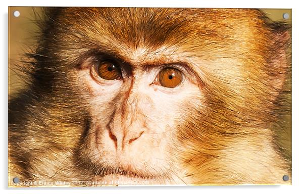 Face of a Monkey Acrylic by Elaine Whitby