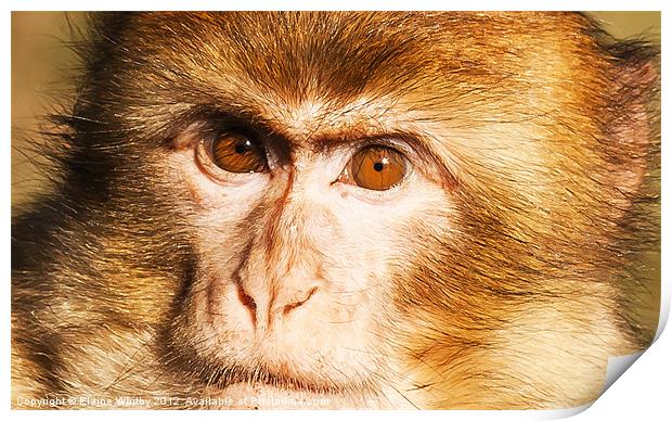 Face of a Monkey Print by Elaine Whitby
