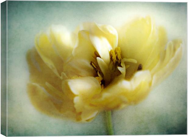 Yellow Tulip Canvas Print by Aj’s Images