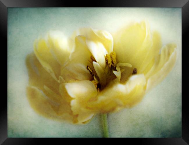 Yellow Tulip Framed Print by Aj’s Images