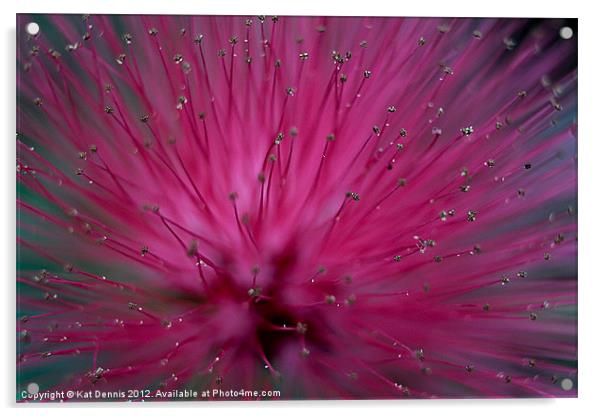 Macro Pink Bottle Brush Flower Acrylic by Kat Dennis