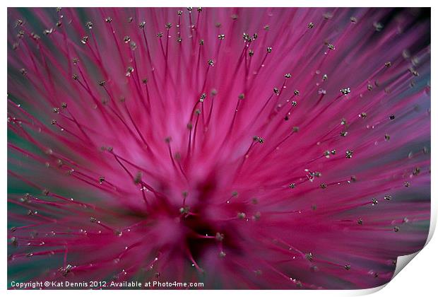 Macro Pink Bottle Brush Flower Print by Kat Dennis